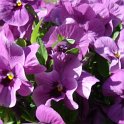 Viola hybride 'Panola rose lavande a macules'